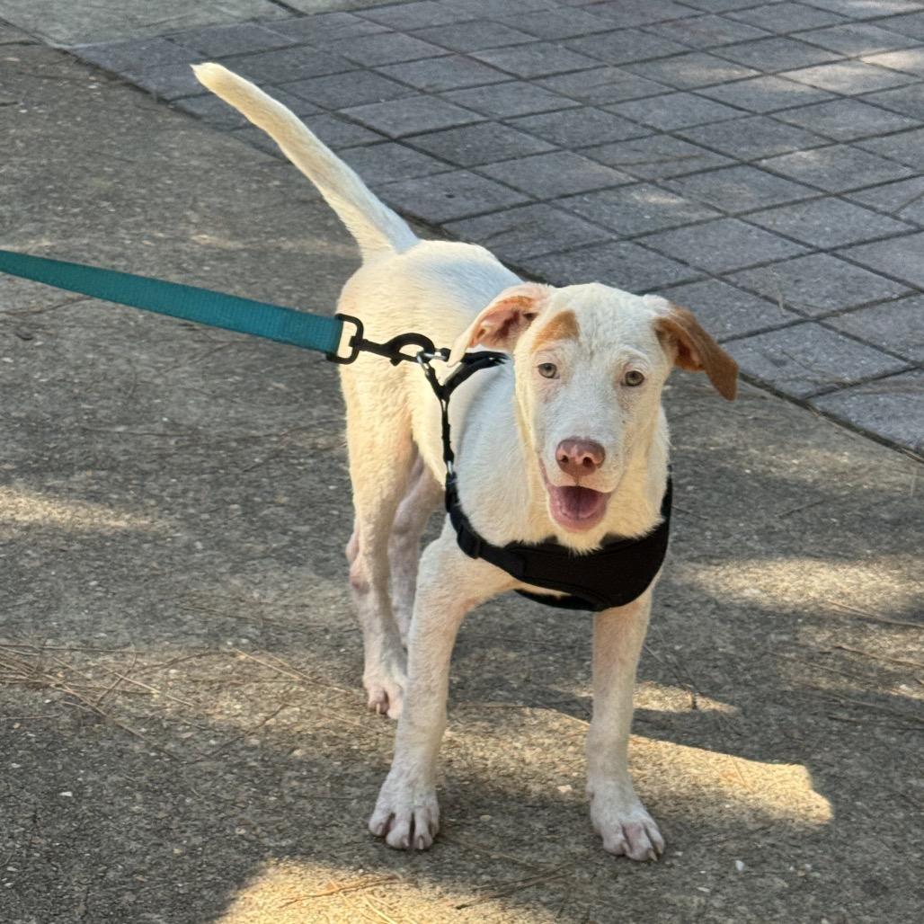 Enlarge Xena Great house manners, a Adoptable mixed breed in Kokomo, IN image 1/6