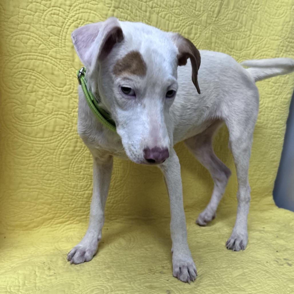 Enlarge Xena Great house manners, a Adoptable mixed breed in Kokomo, IN image 2/6