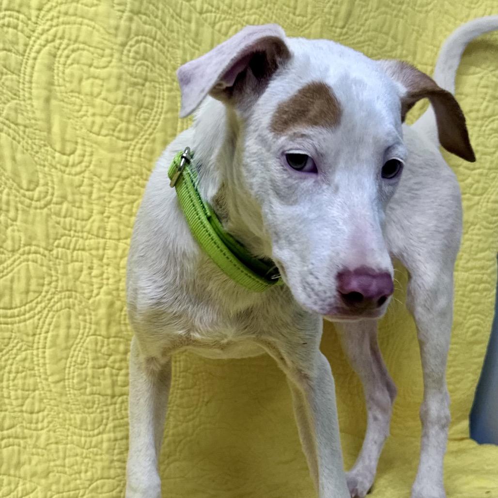 Enlarge Xena Great house manners, a Adoptable mixed breed in Kokomo, IN image 3/6