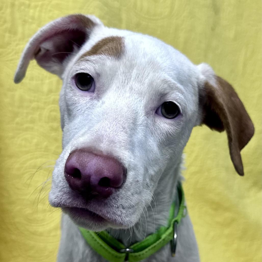 Enlarge Xena Great house manners, a Adoptable mixed breed in Kokomo, IN image 4/6