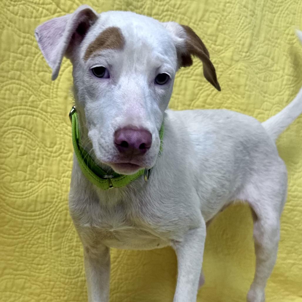 Enlarge Xena Great house manners, a Adoptable mixed breed in Kokomo, IN image 5/6