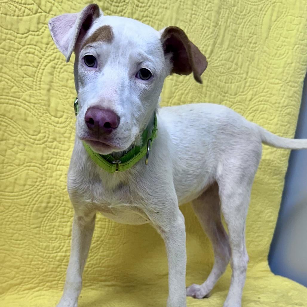 Enlarge Xena Great house manners, a Adoptable mixed breed in Kokomo, IN image 6/6