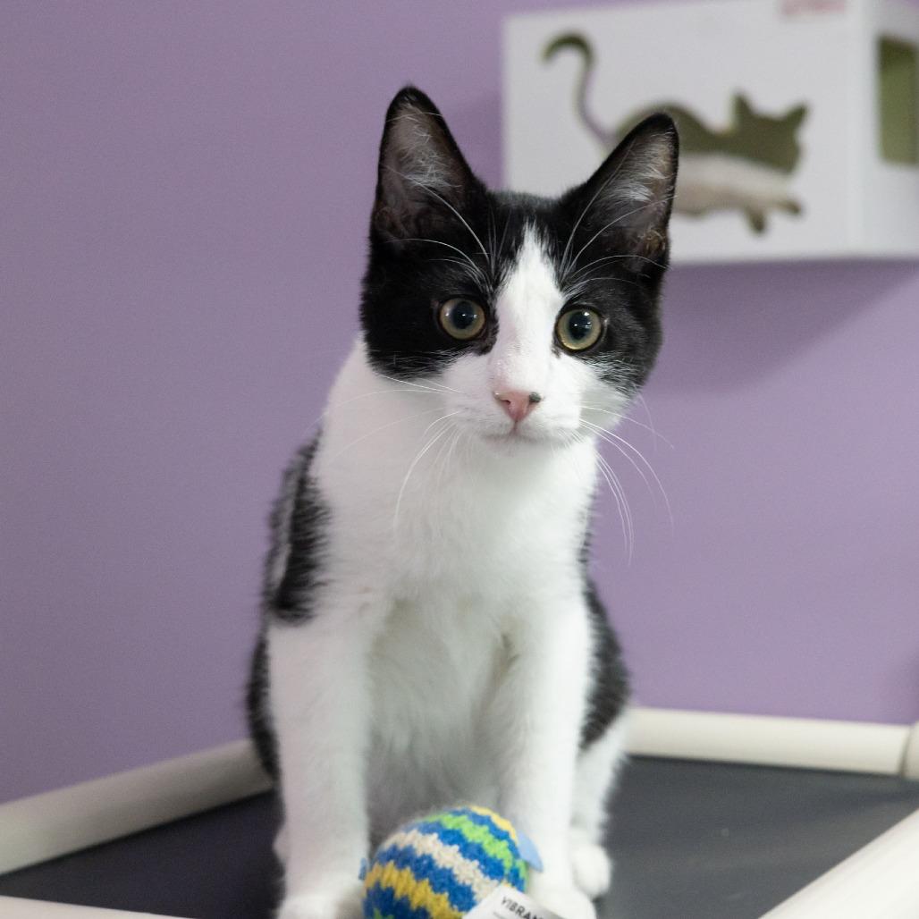 Stag Beetle, Adoptable, Kitten Male Domestic Short Hair.