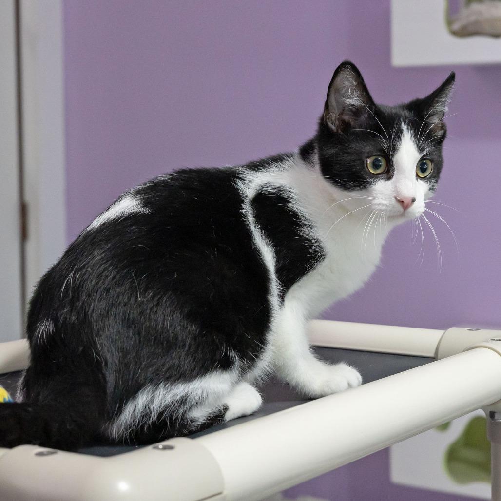 Enlarge Stag Beetle, a Adoptable Domestic Short Hair in McKean, PA image 2/5