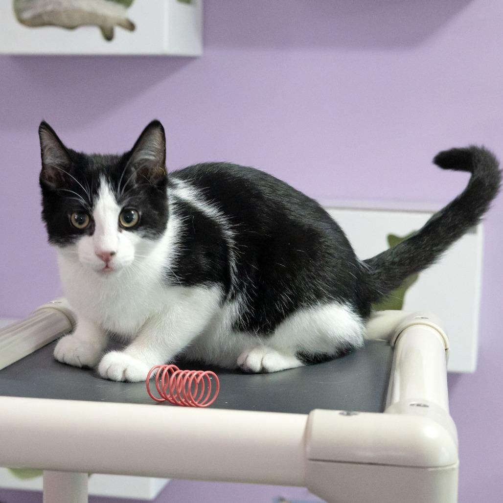 Enlarge Stag Beetle, a Adoptable Domestic Short Hair in McKean, PA image 3/5