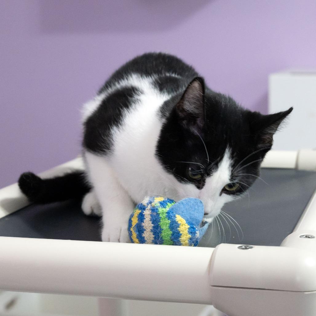 Enlarge Stag Beetle, a Adoptable Domestic Short Hair in McKean, PA image 4/5