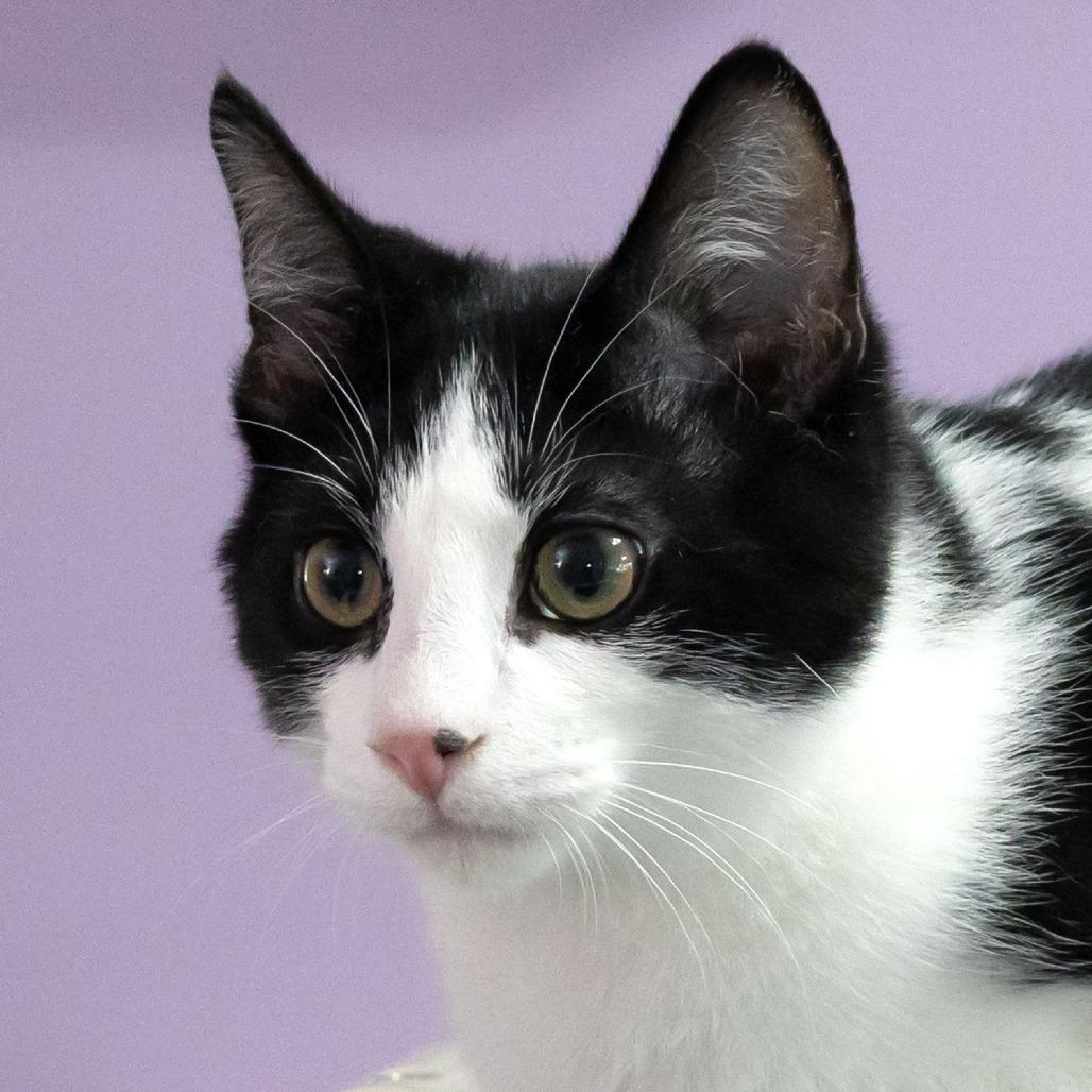 Enlarge Stag Beetle, a Adoptable Domestic Short Hair in McKean, PA image 5/5