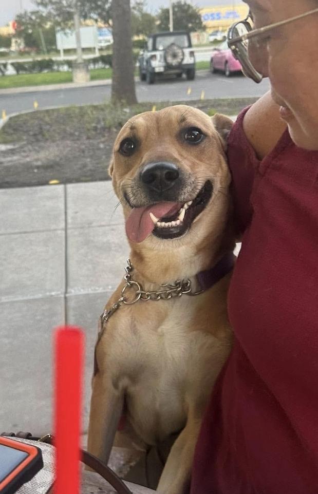 Enlarge Joanie, a Adoptable mixed breed in Melbourne , FL image 4/5