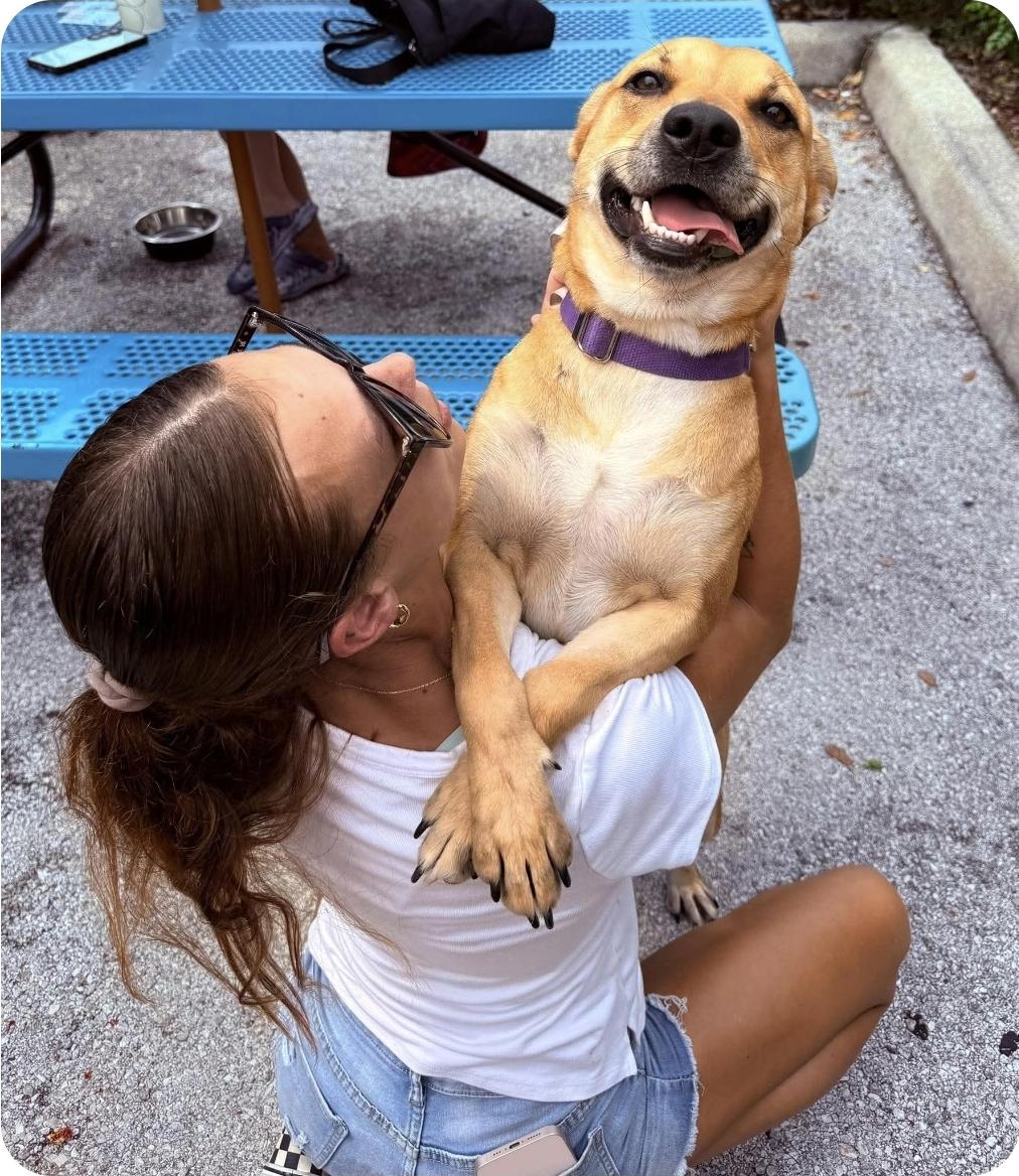 Joanie, Adoptable, Young Female German Shepherd Dog & Labrador Retriever.