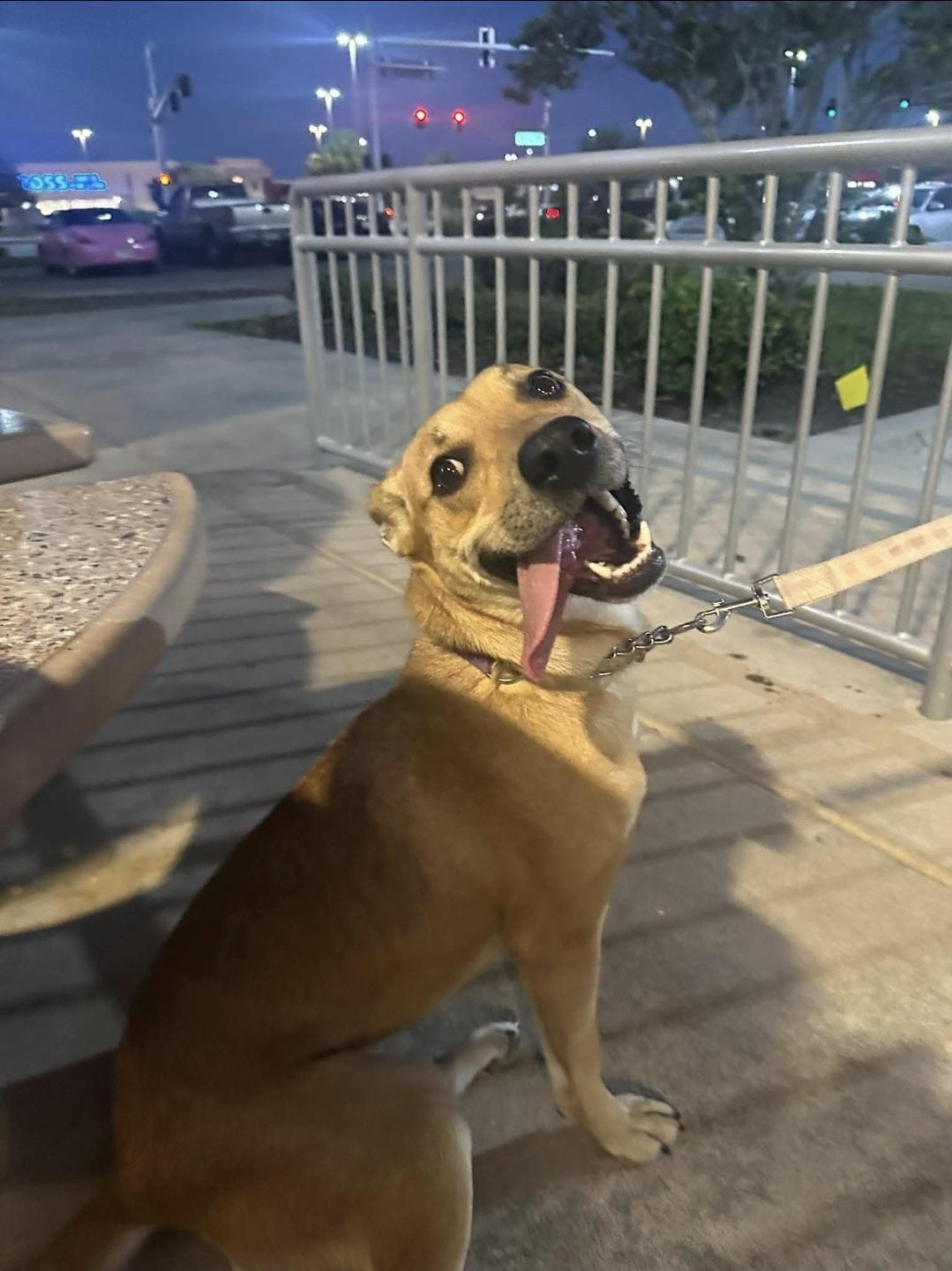 Enlarge Joanie, a Adoptable mixed breed in Melbourne , FL image 5/5