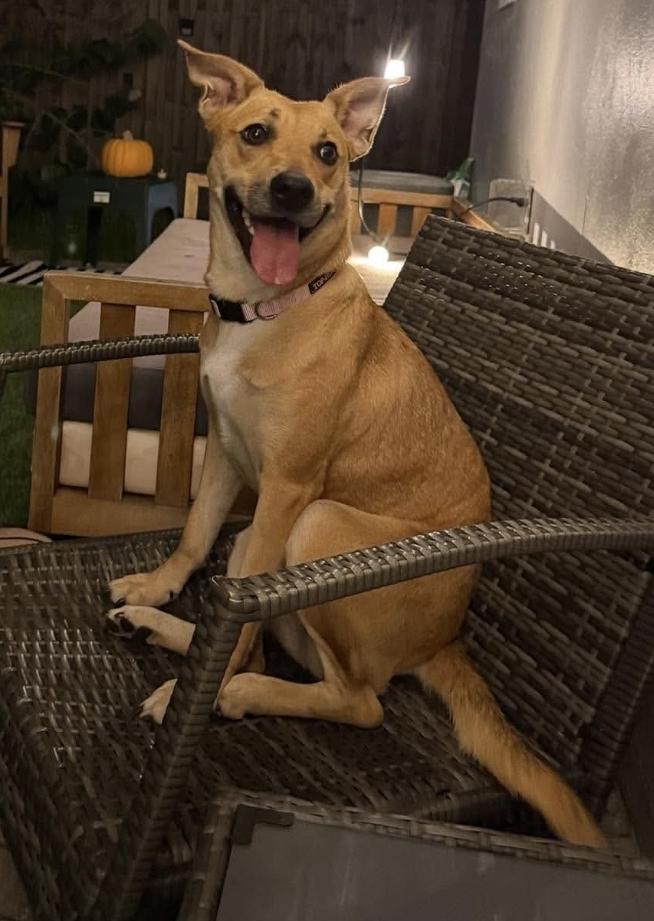 Enlarge Joanie, a Adoptable mixed breed in Melbourne , FL image 2/5