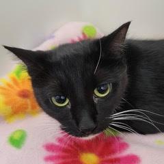 Enlarge Camelot, an adopted Domestic Short Hair in Green Valley, AZ image 2/2