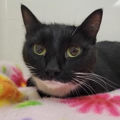 Camelot, adopted, Young Female Domestic Short Hair.