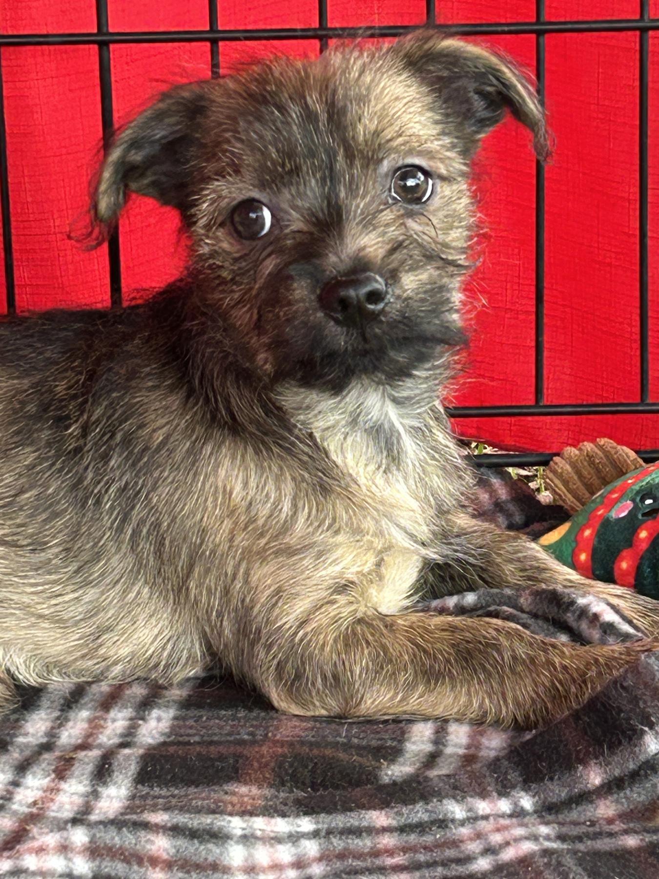 Enlarge Richie, a Adopted mixed breed in LAMPASAS, TX image 3/3