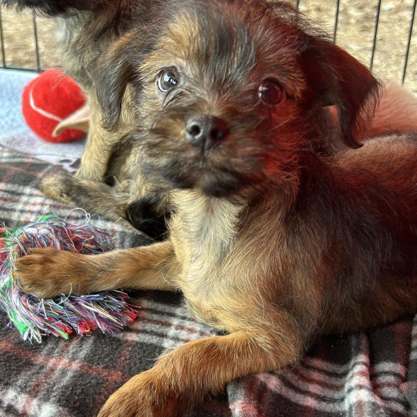 Enlarge Richie, a Adopted mixed breed in LAMPASAS, TX image 1/3