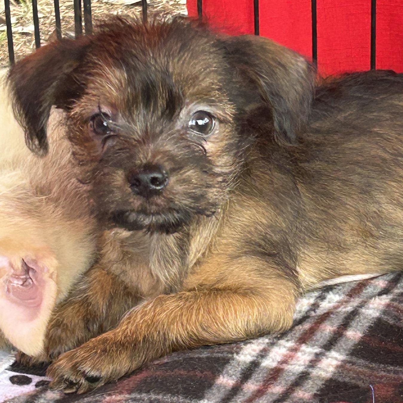 Enlarge Richie, a Adopted mixed breed in LAMPASAS, TX image 2/3