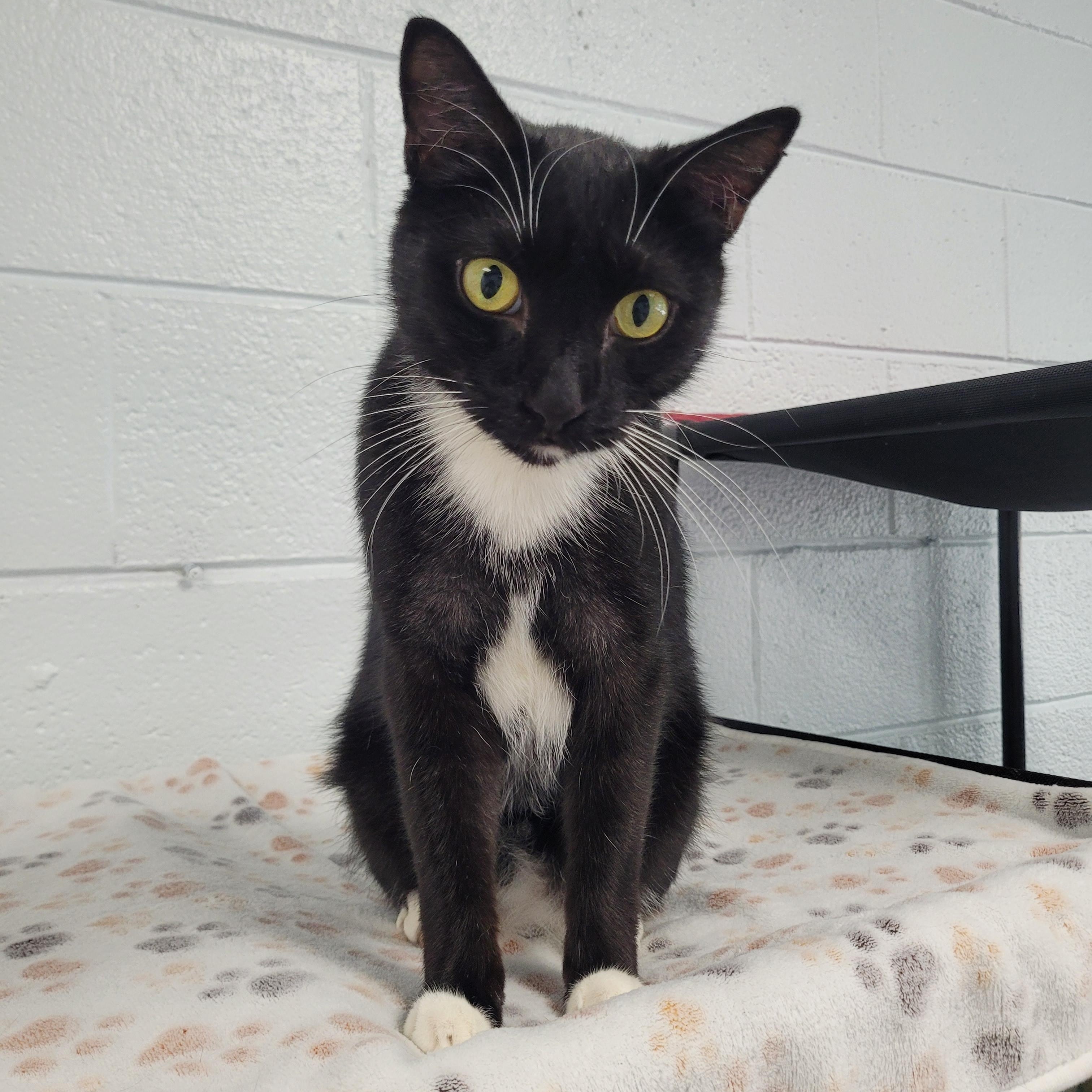 Enlarge Jake, a Adoptable Domestic Short Hair in Morganton, NC image 1/2