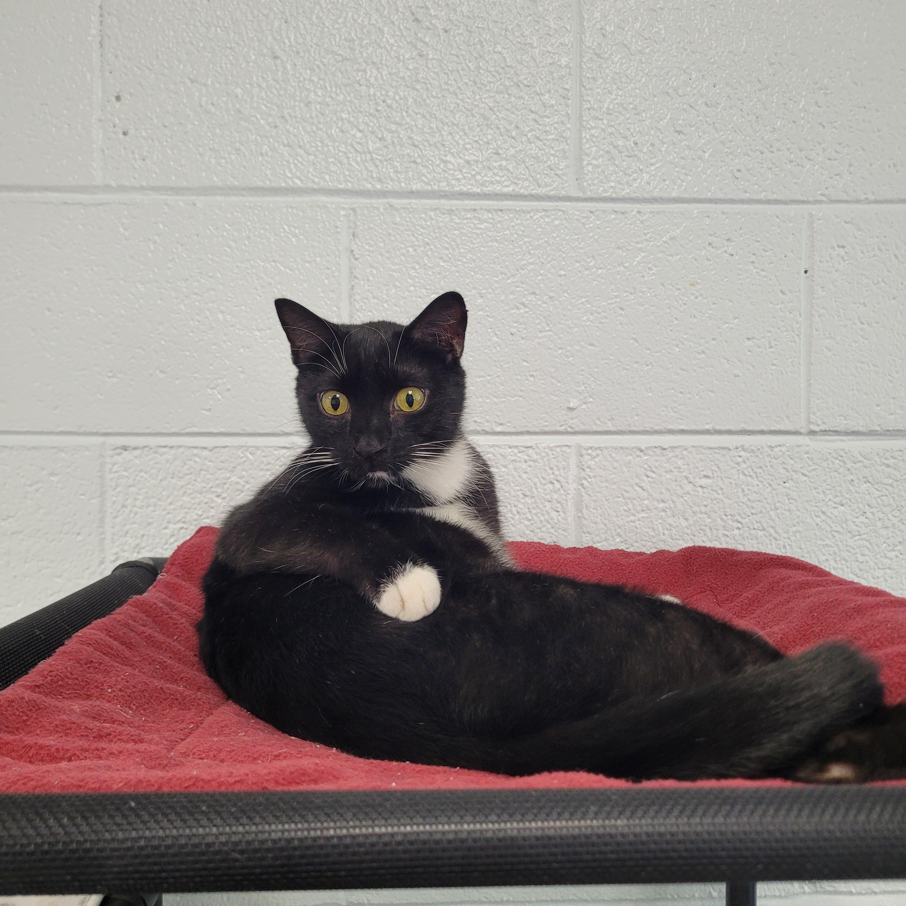 Enlarge Jake, a Adoptable Domestic Short Hair in Morganton, NC image 2/2