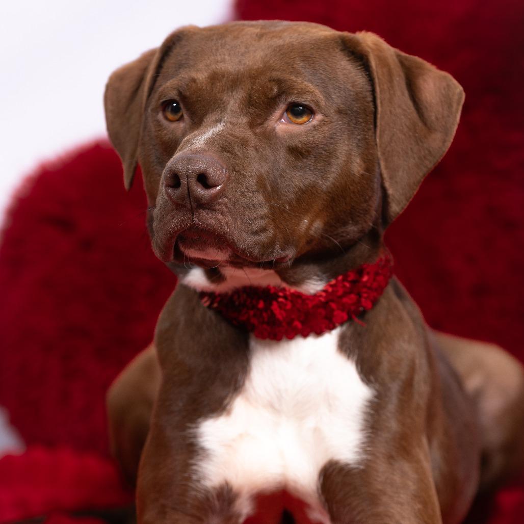 Twigs, Adoptable, Adult Male Pit Bull Terrier & Hound.