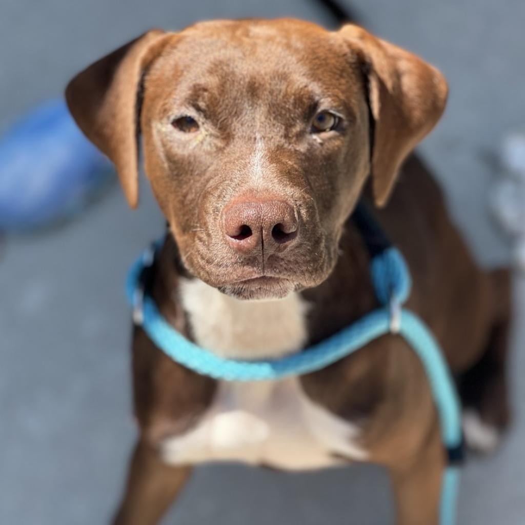 Enlarge Twigs, a Adoptable mixed breed in Chattanooga, TN image 2/6