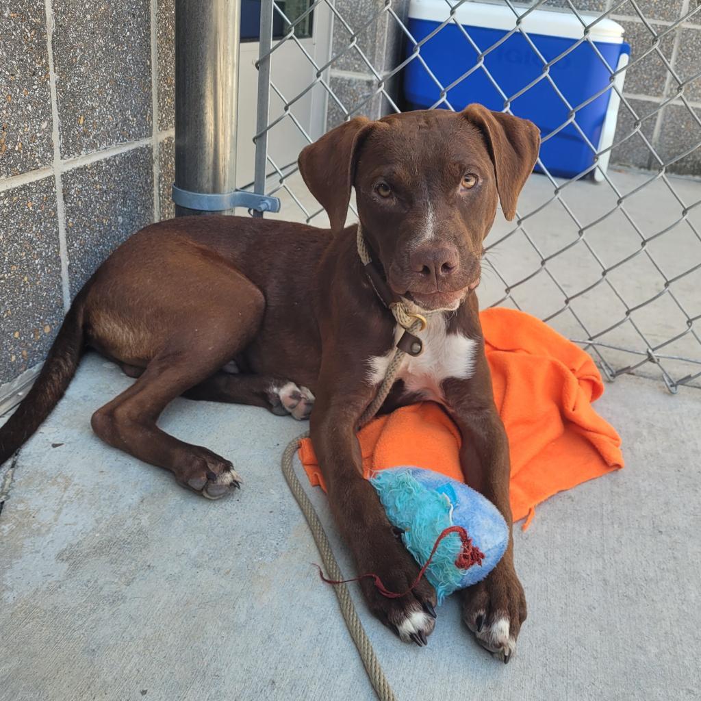 Enlarge Twigs, a Adoptable mixed breed in Chattanooga, TN image 3/6