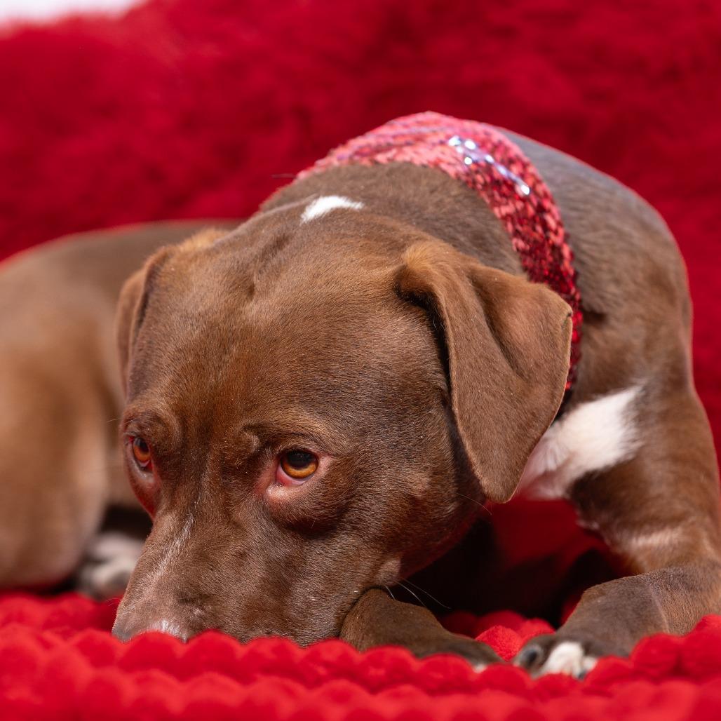 Enlarge Twigs, a Adoptable mixed breed in Chattanooga, TN image 4/6