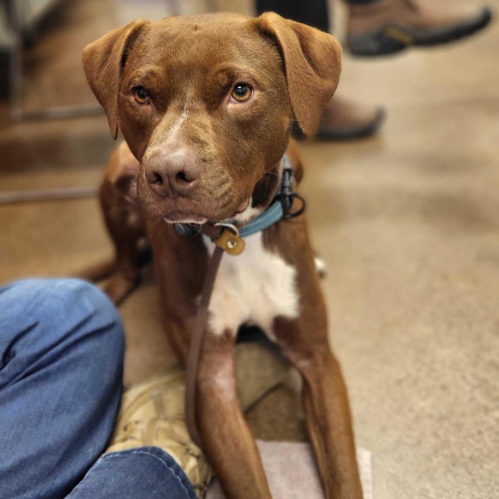 Enlarge Twigs, a Adoptable mixed breed in Chattanooga, TN image 5/6