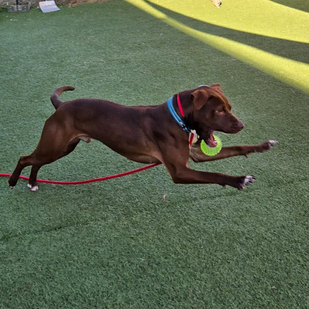 Enlarge Twigs, a Adoptable mixed breed in Chattanooga, TN image 6/6