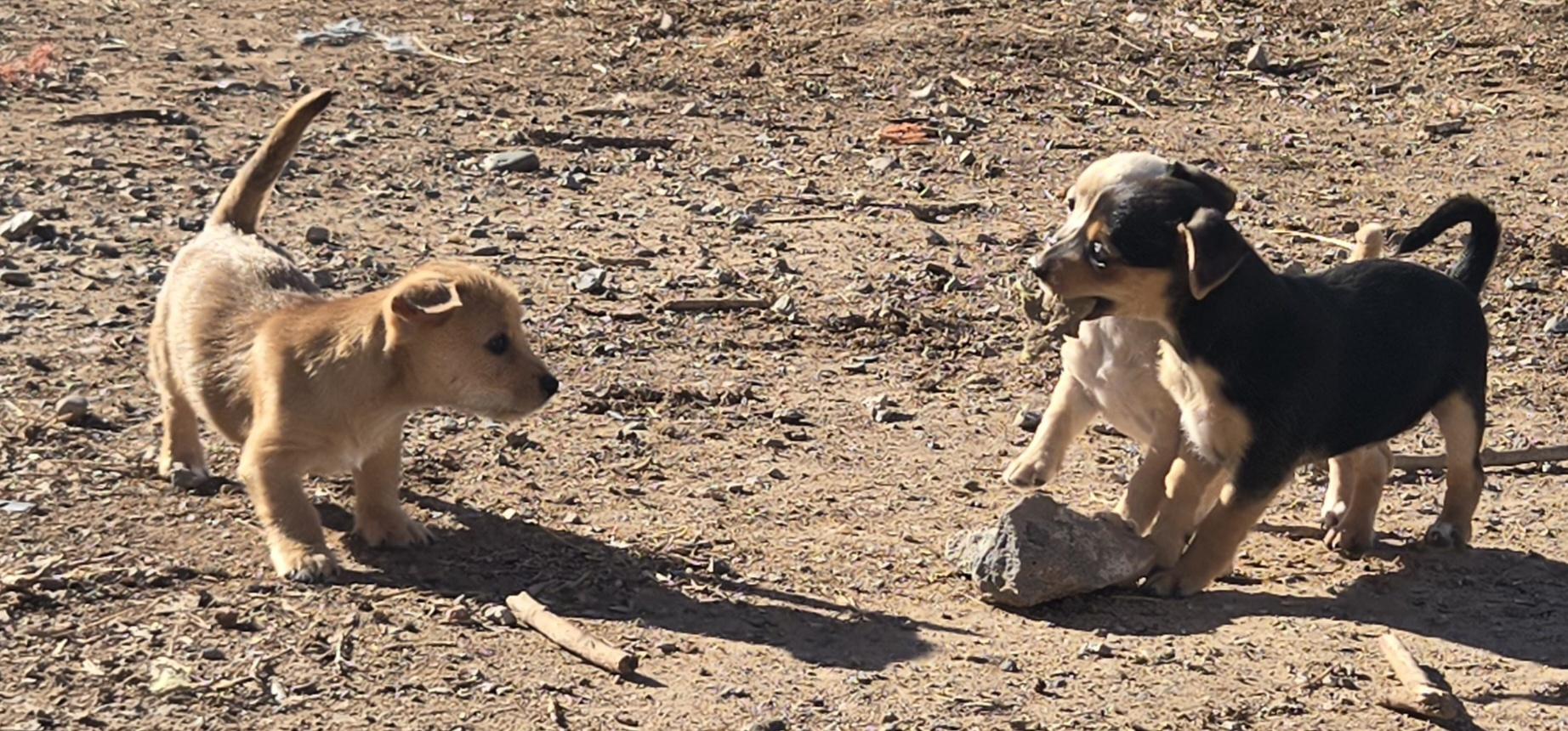 Enlarge **CHECKERS, a ADOPTABLE mixed breed in Peralta, NM image 2/6