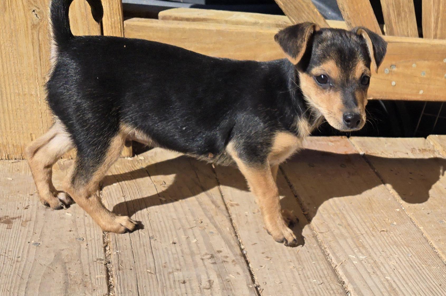 **CHECKERS, ADOPTABLE, Puppy Male Norfolk Terrier & Chihuahua.