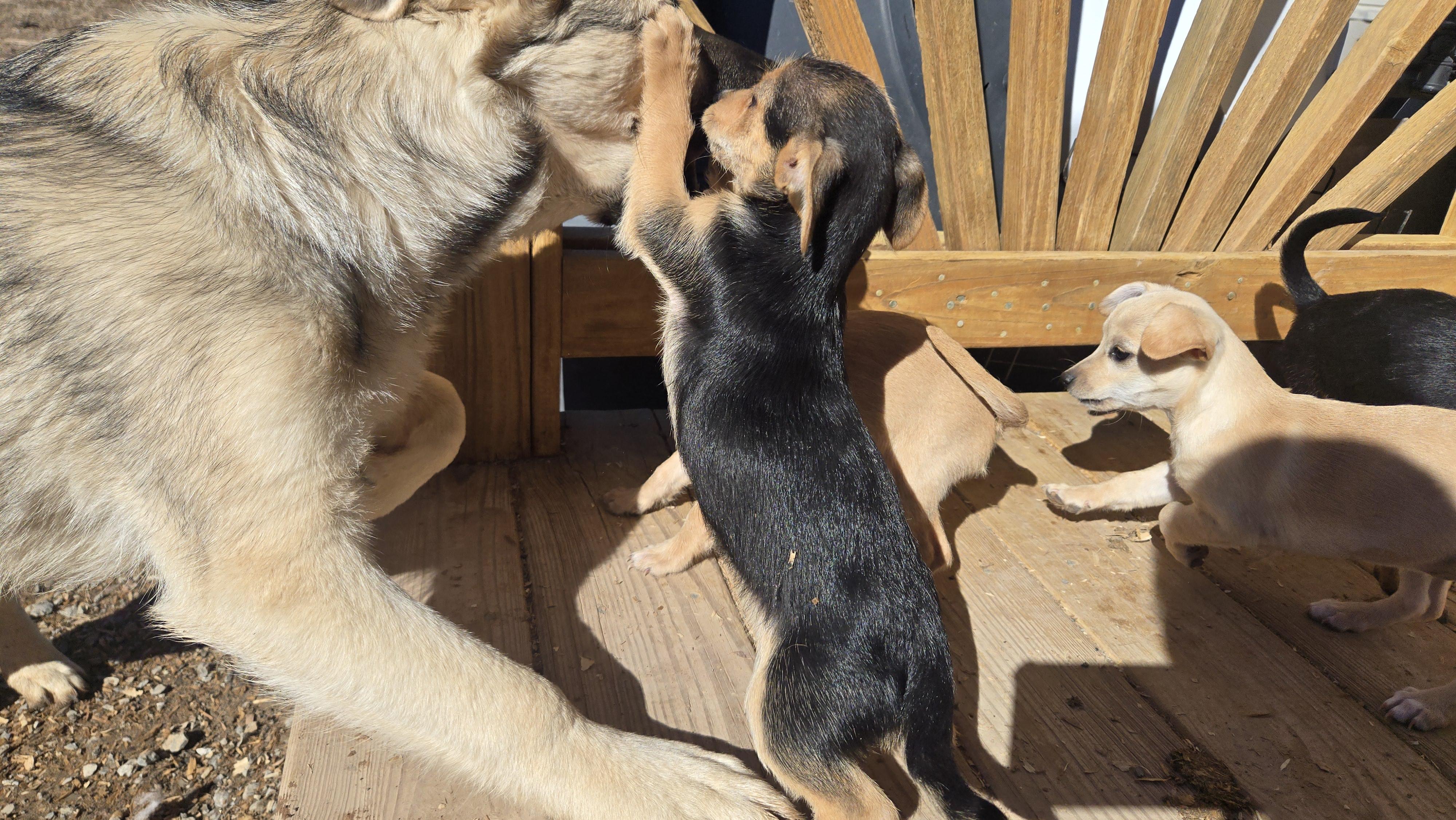 Enlarge **CHECKERS, a ADOPTABLE mixed breed in Peralta, NM image 5/6