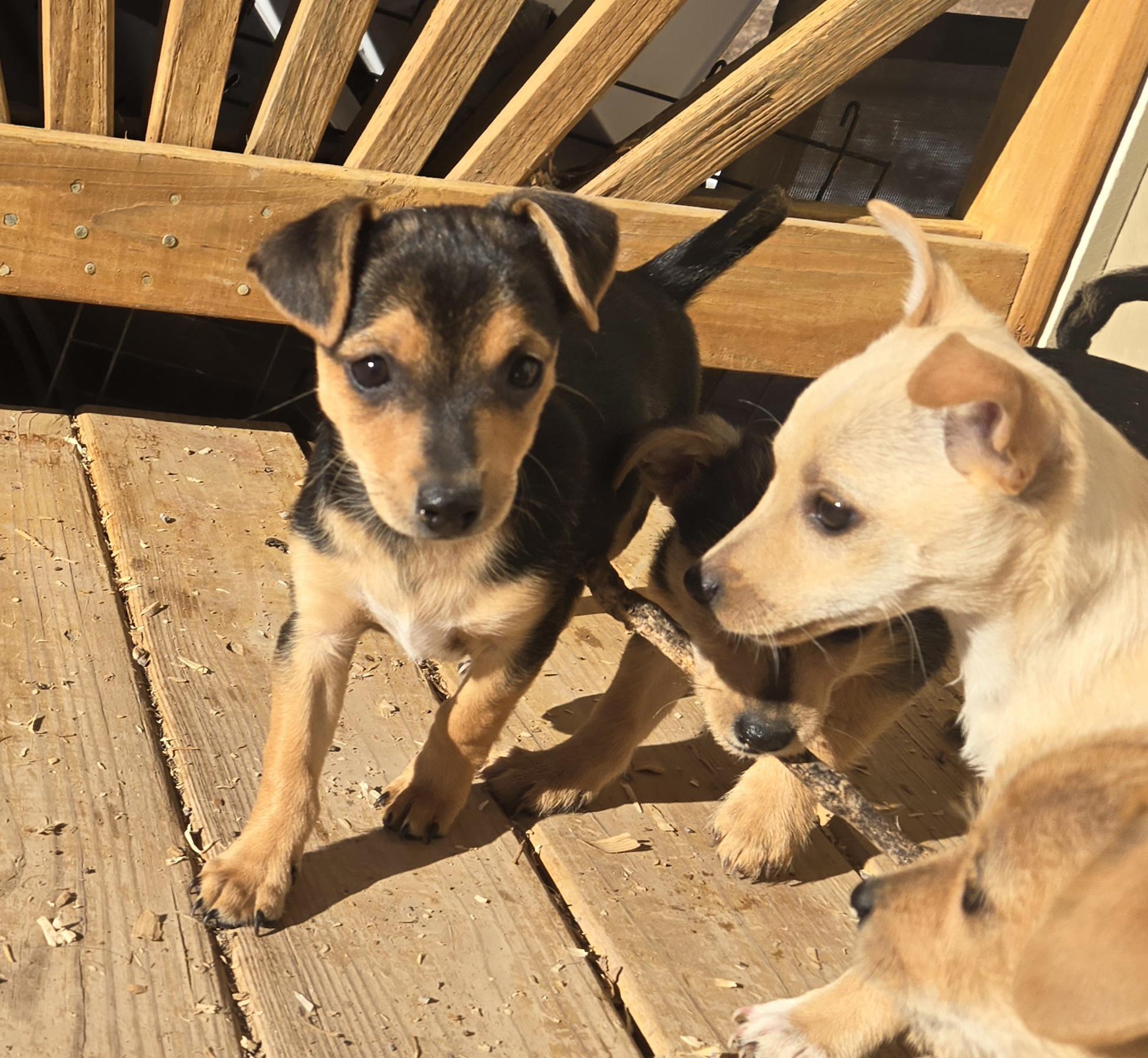 Enlarge **CHECKERS, a ADOPTABLE mixed breed in Peralta, NM image 4/6