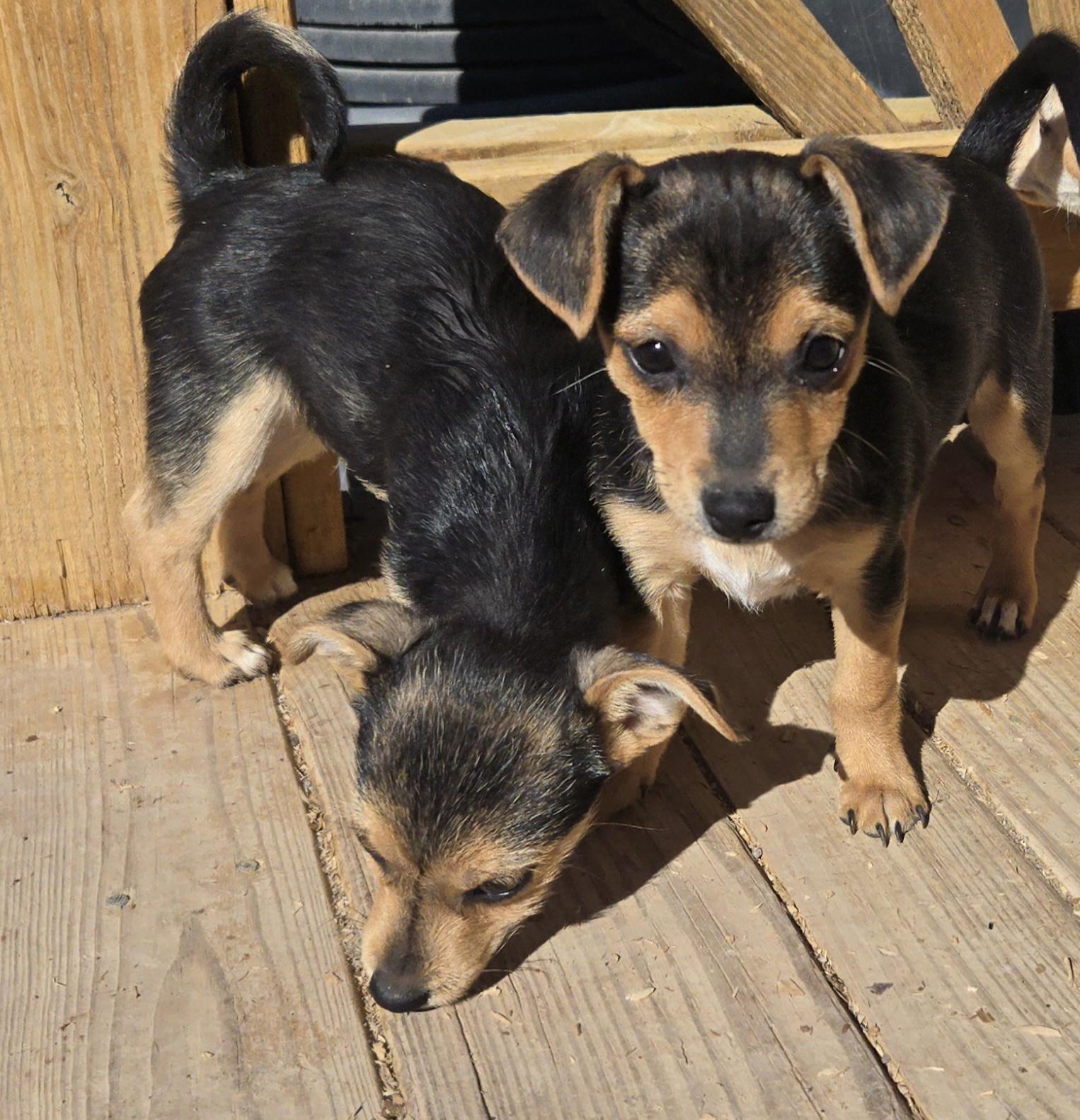 Enlarge **CHECKERS, a ADOPTABLE mixed breed in Peralta, NM image 3/6