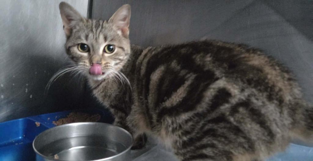 Tilly Tumbleweed, Adoptable, Young Female Domestic Short Hair.