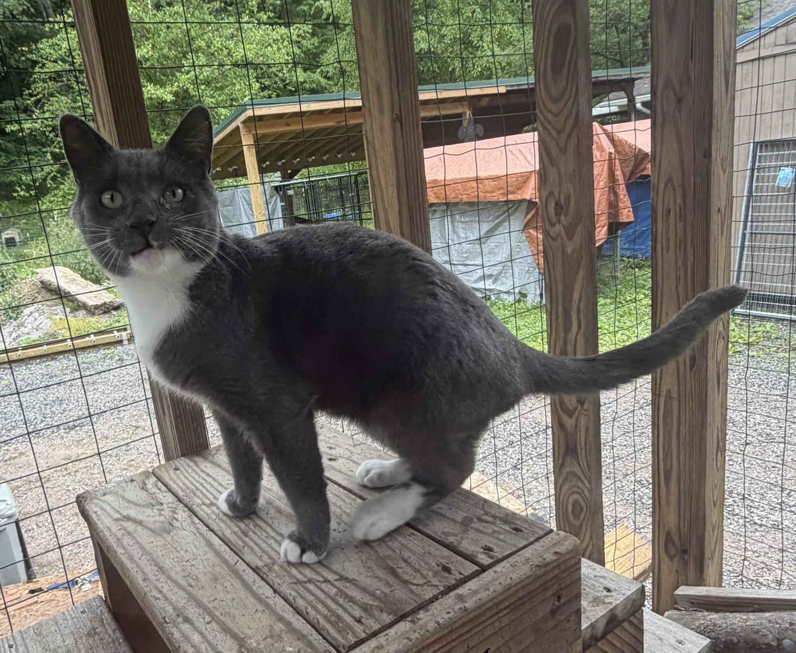 Nikolai, Adoptable, Adult Male Domestic Short Hair.