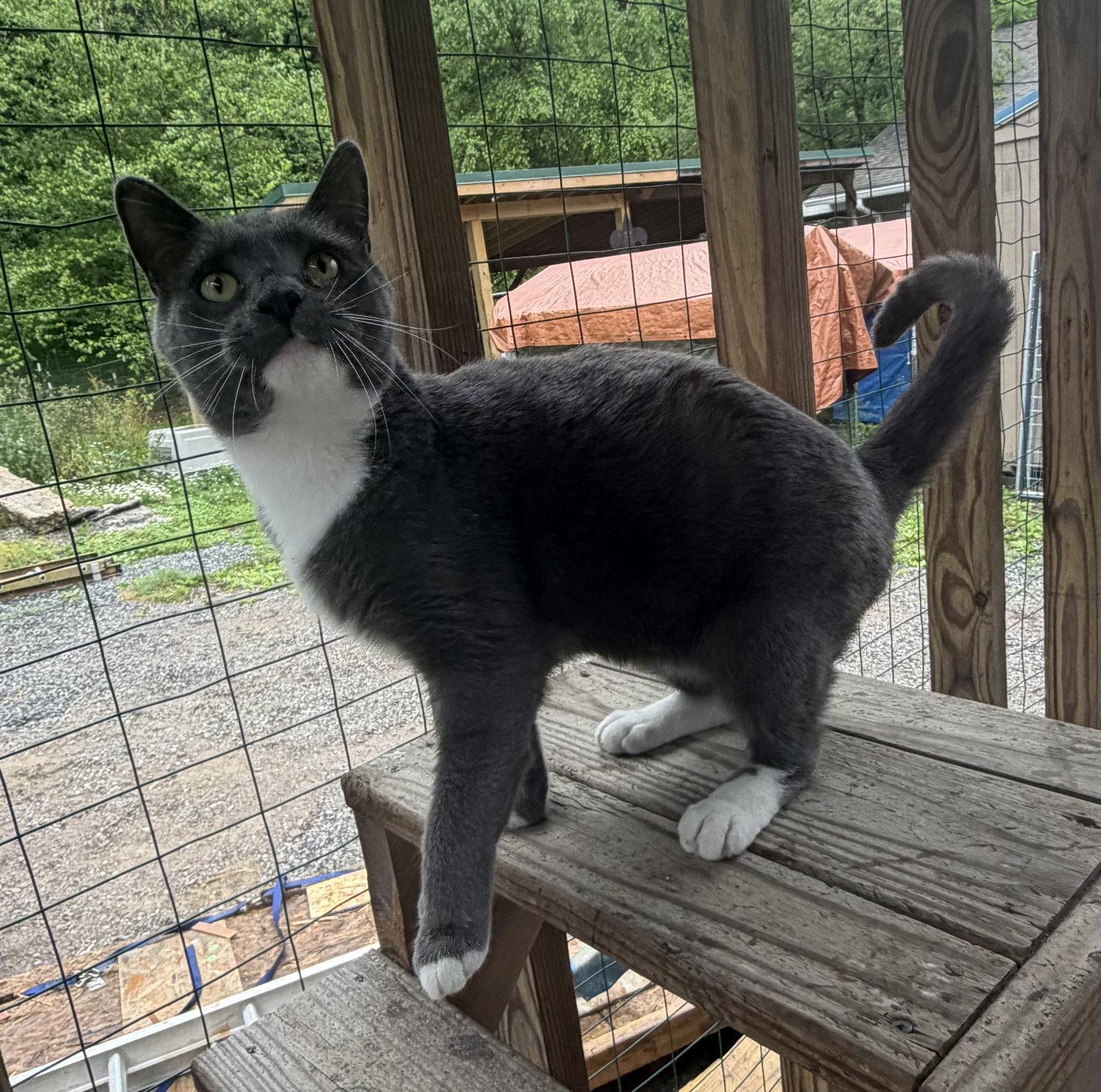 Enlarge Nikolai, a Adoptable Domestic Short Hair in Elkins, WV image 2/3
