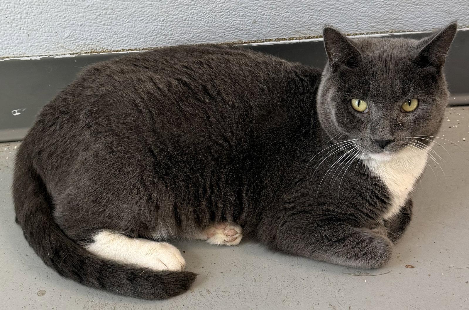 Enlarge Nikolai, a Adoptable Domestic Short Hair in Elkins, WV image 3/3