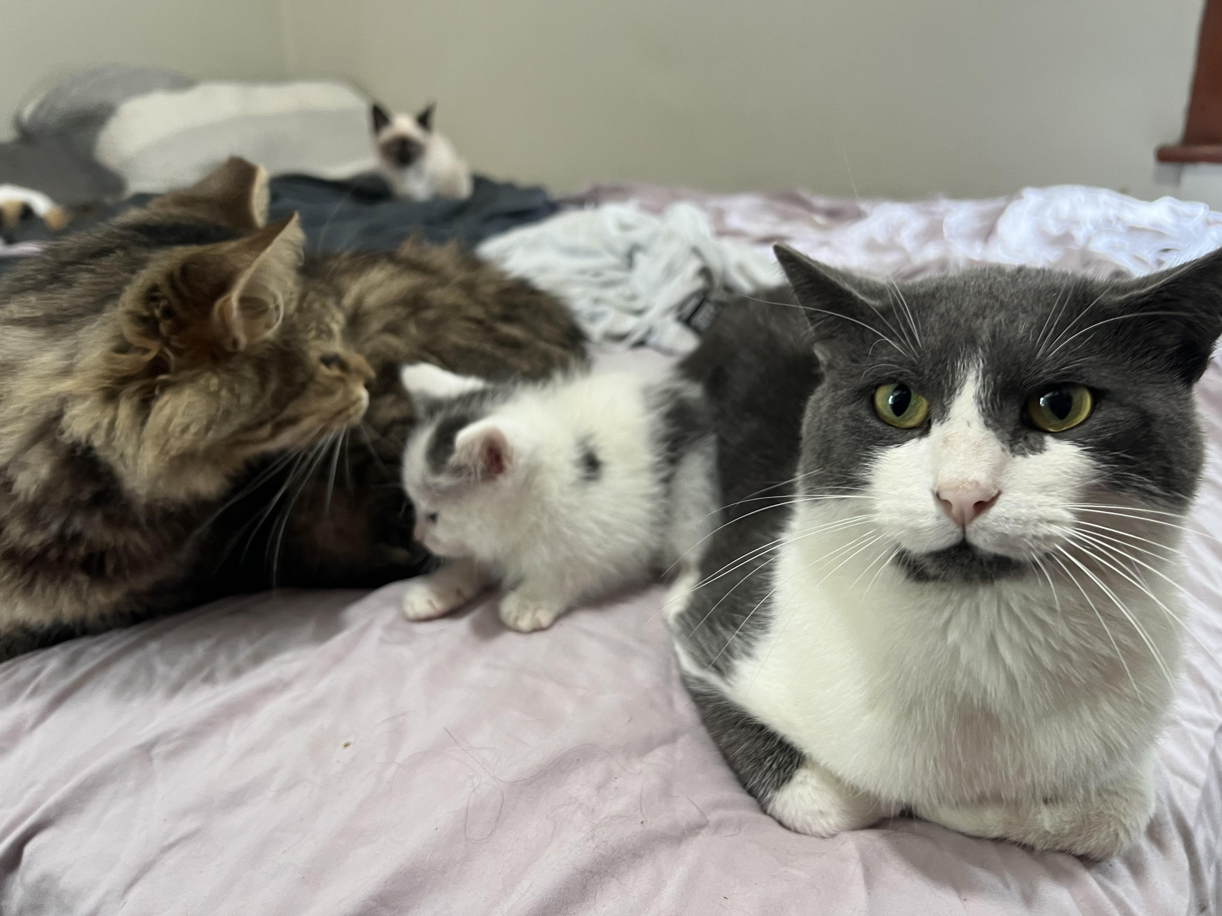 Enlarge Gerald, a Adopted Domestic Short Hair in Medina, OH image 1/4