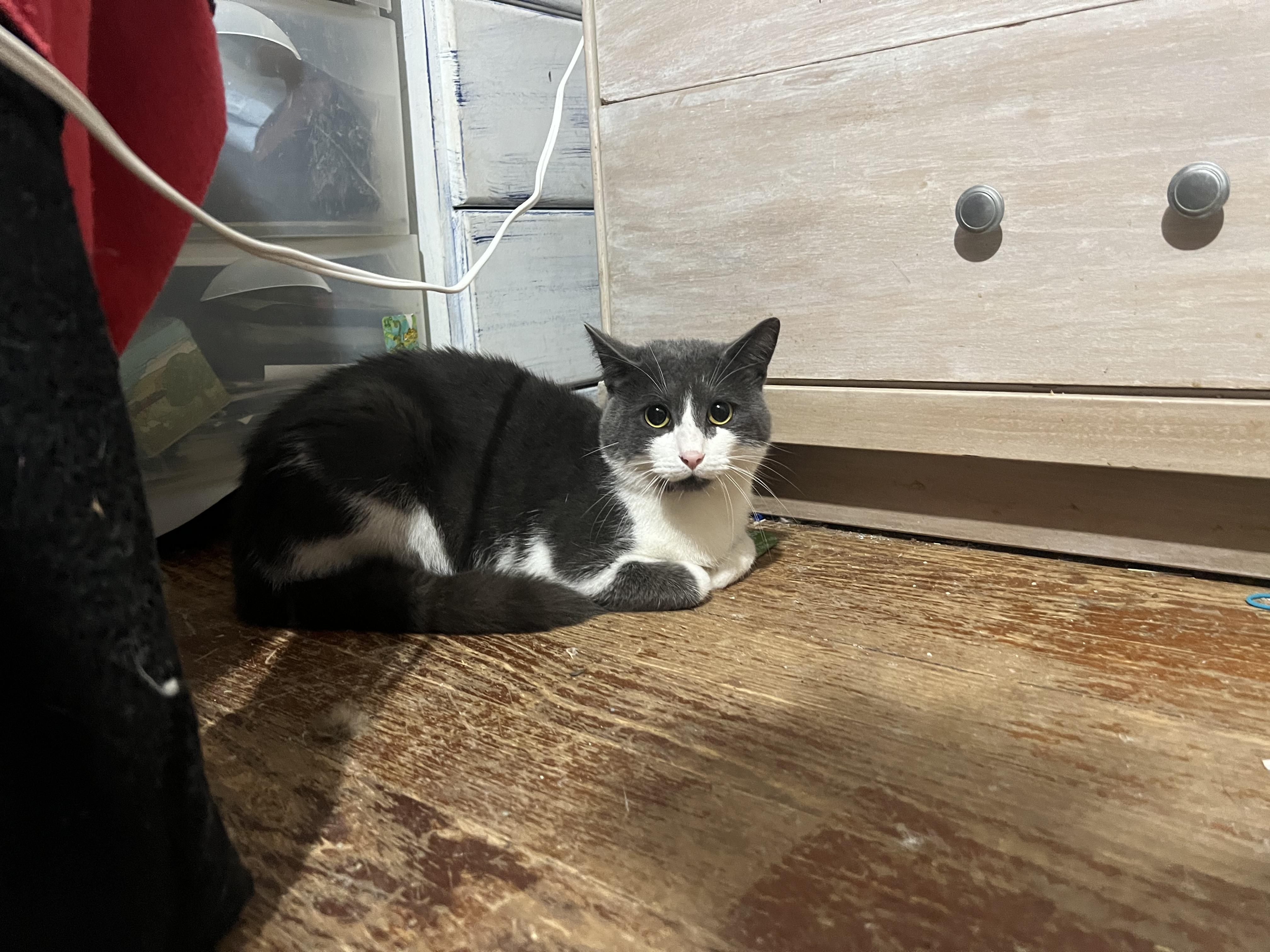 Enlarge Gerald, a Adopted Domestic Short Hair in Medina, OH image 2/4