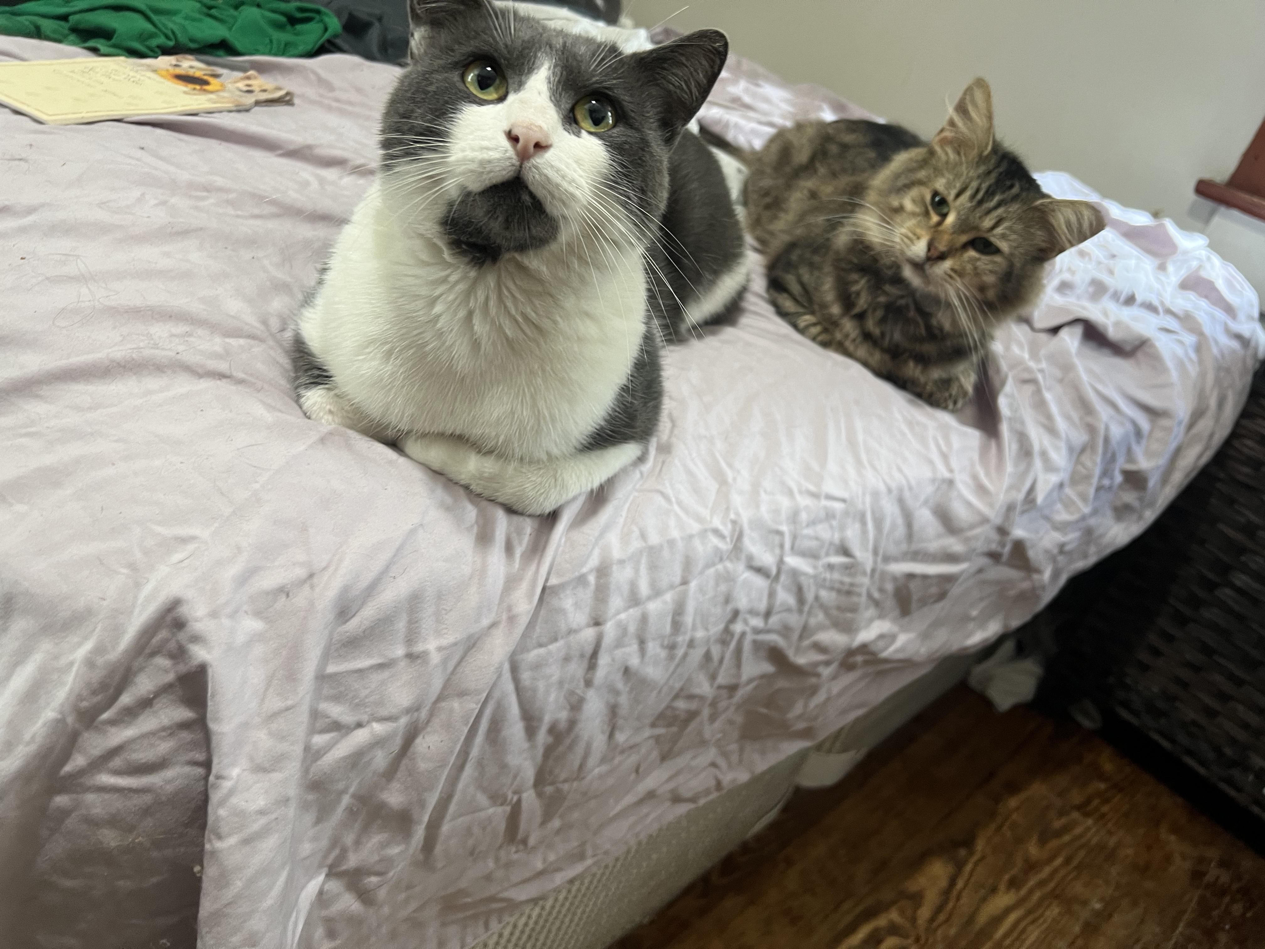 Enlarge Gerald, a Adopted Domestic Short Hair in Medina, OH image 3/4