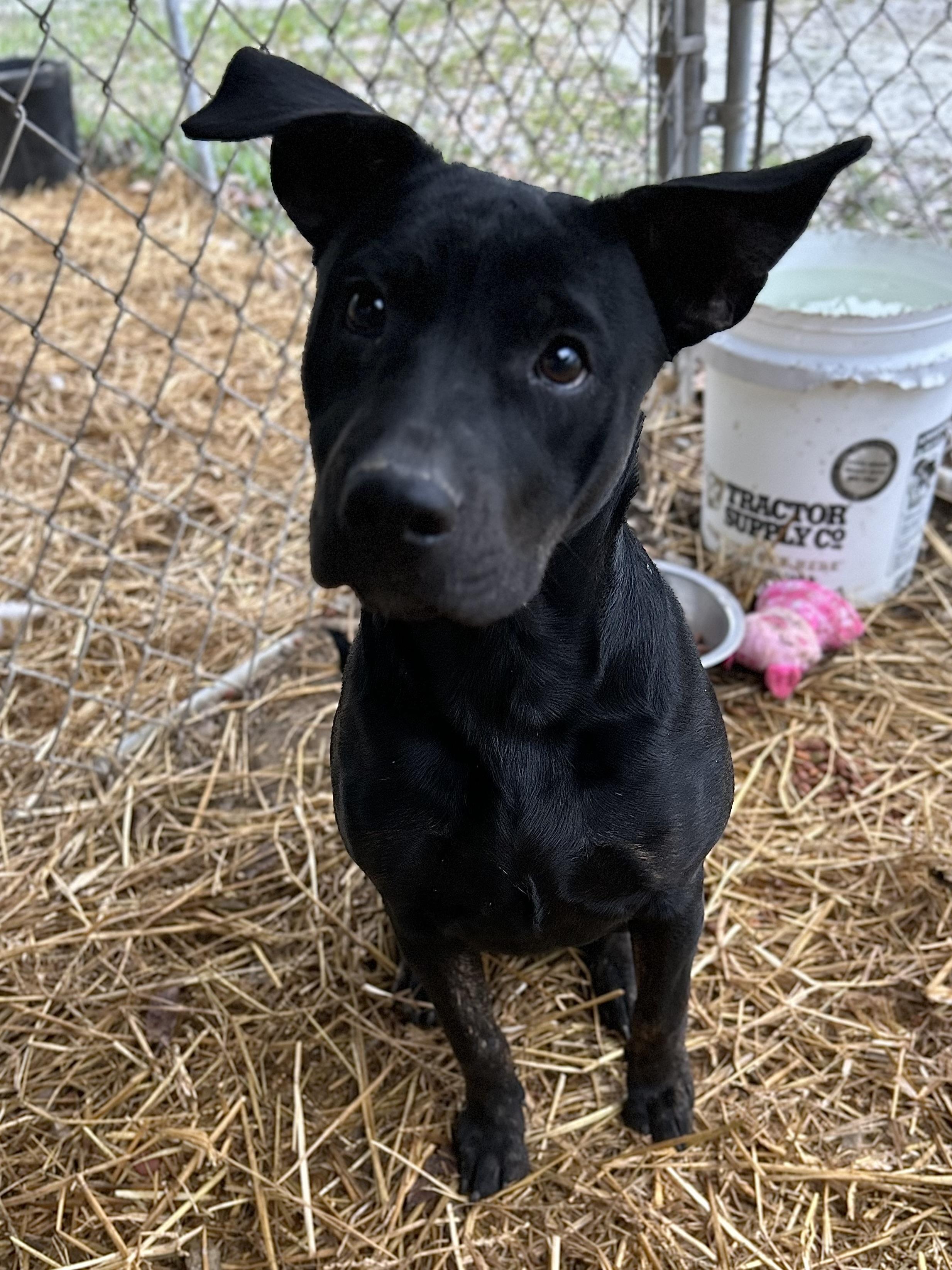 Enlarge Wednesday, a ADOPTABLE Mixed Breed in Manchester, TN image 5/5