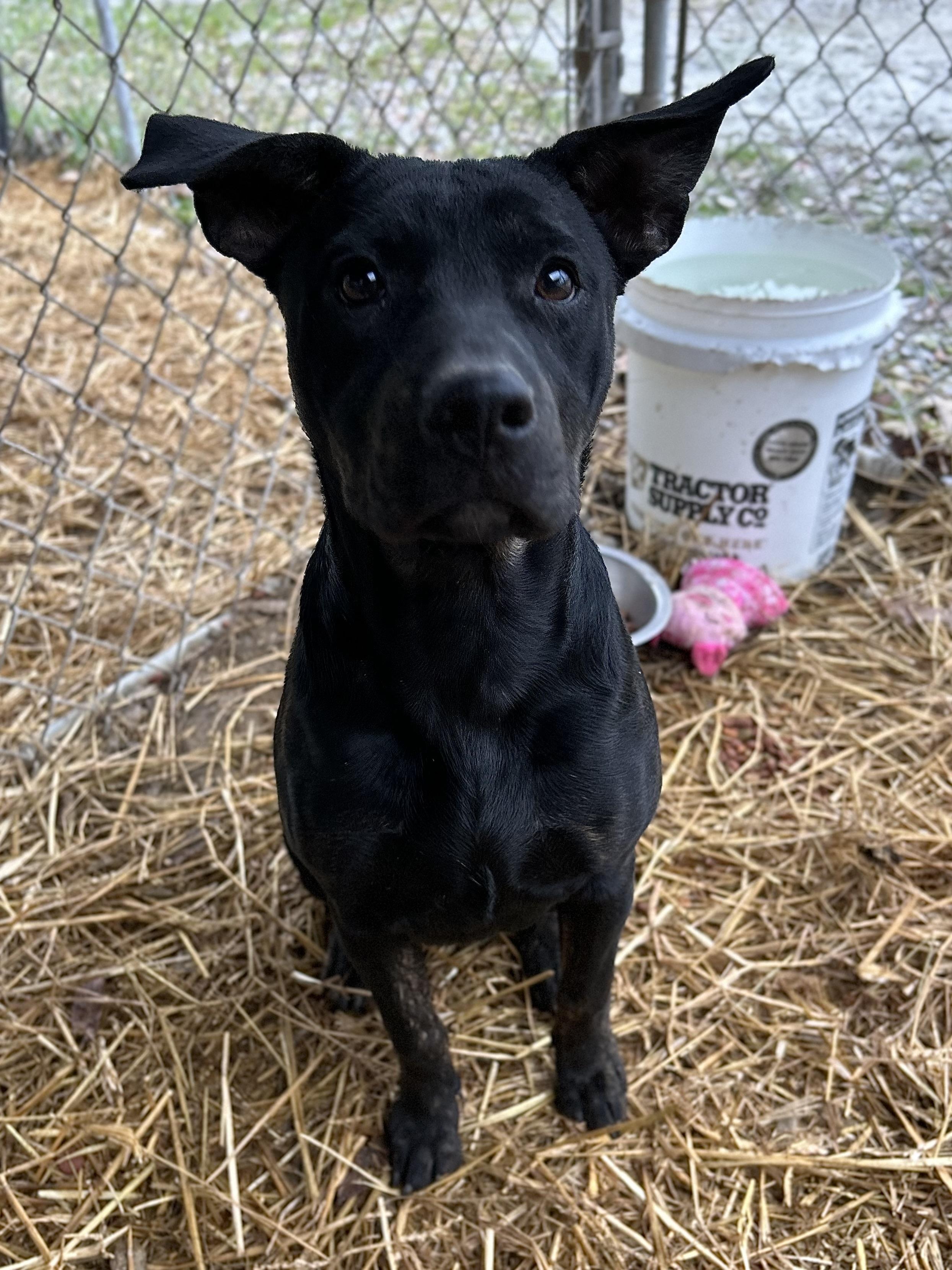 Enlarge Wednesday, a ADOPTABLE Mixed Breed in Manchester, TN image 3/5