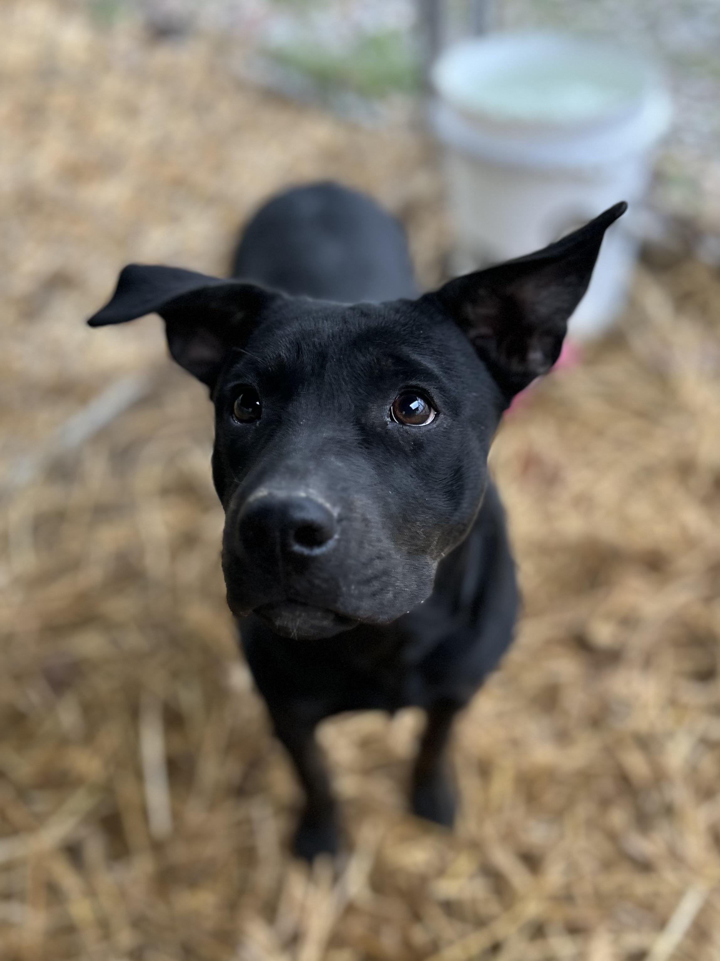 Enlarge Wednesday, a ADOPTABLE Mixed Breed in Manchester, TN image 4/5