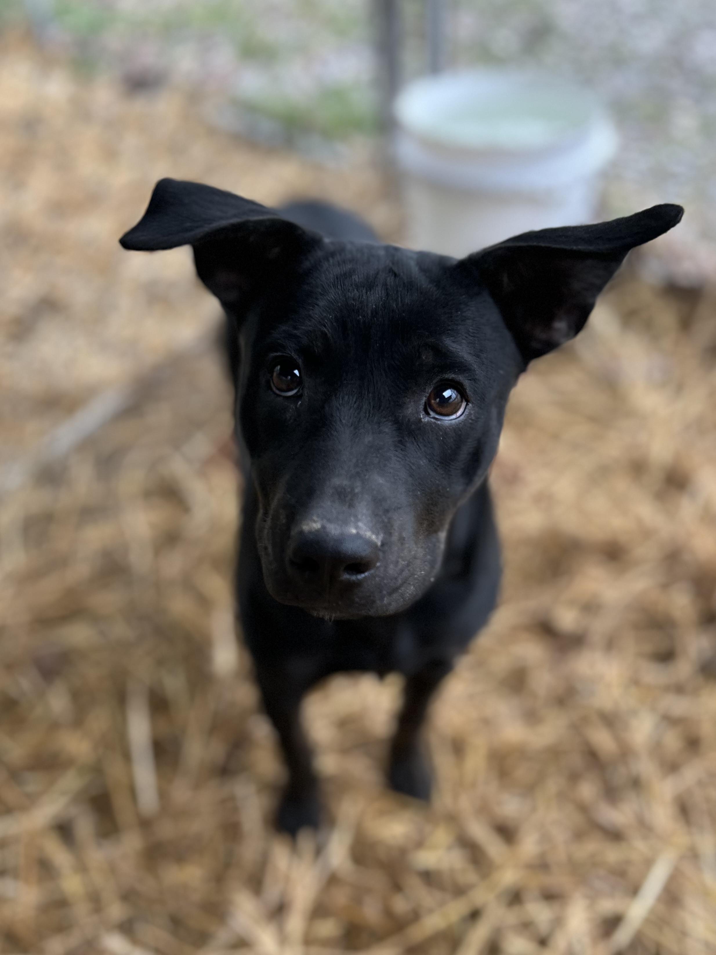 Enlarge Wednesday, a ADOPTABLE Mixed Breed in Manchester, TN image 1/5