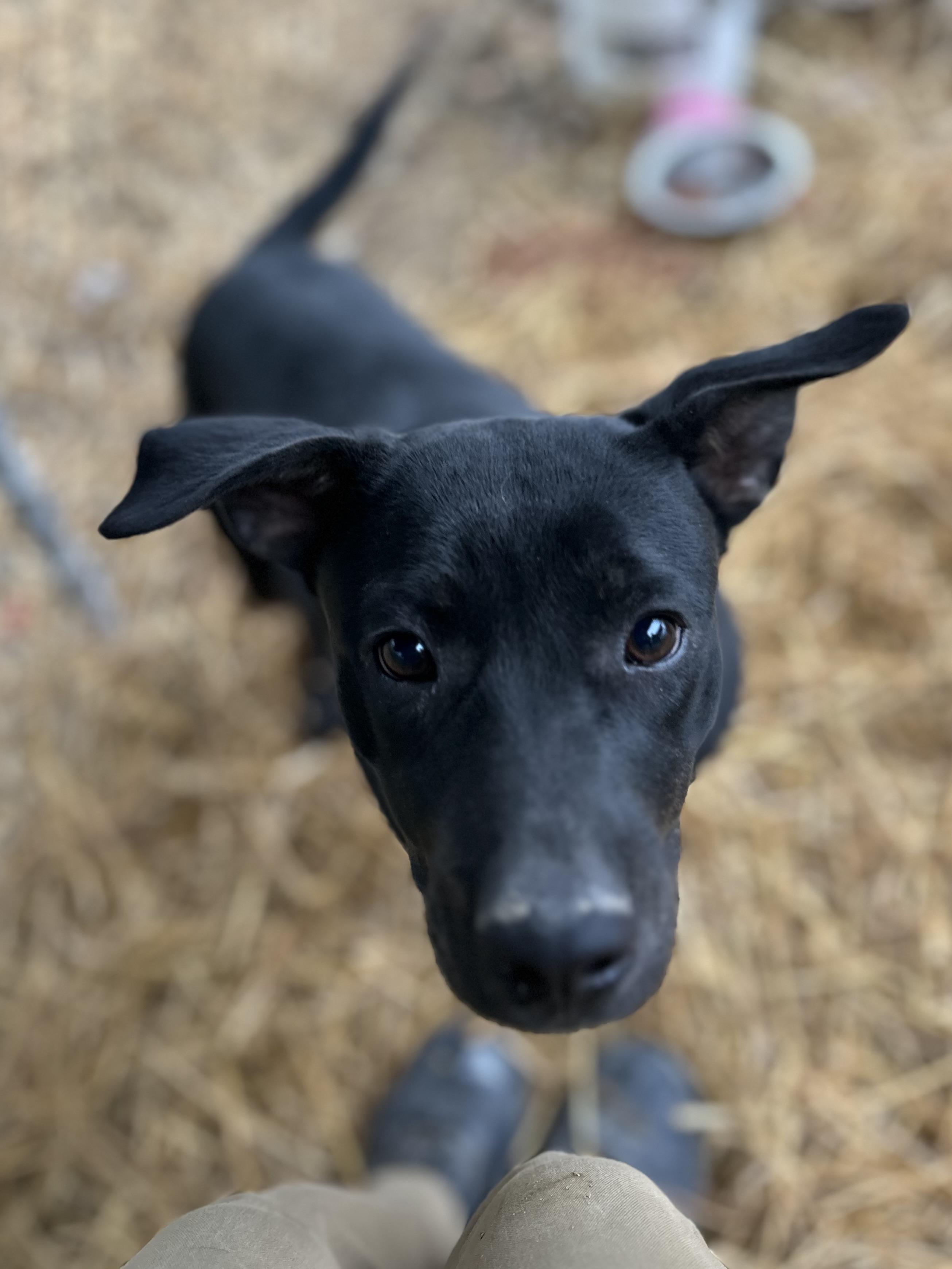 Enlarge Wednesday, a ADOPTABLE Mixed Breed in Manchester, TN image 2/5
