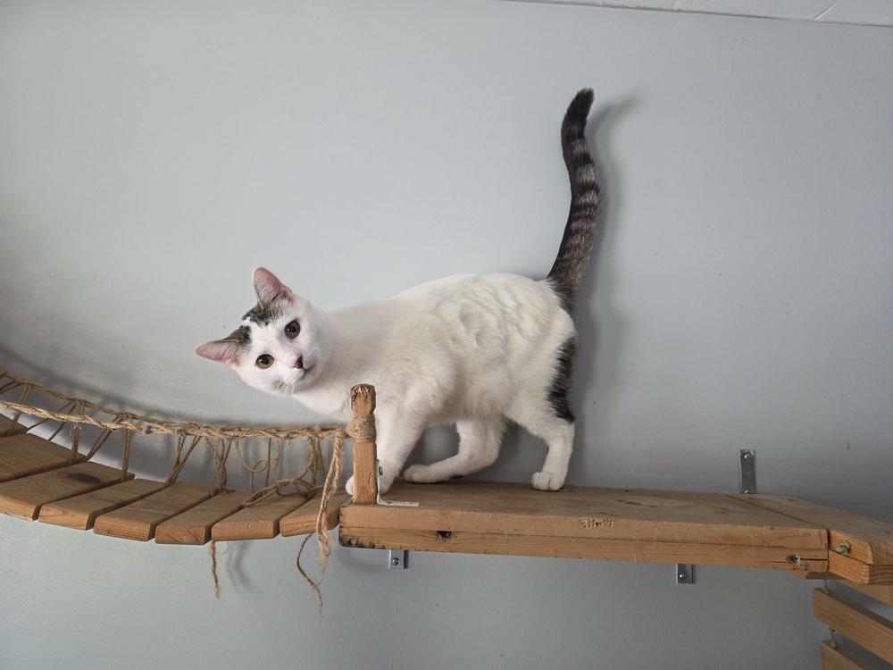 Glue Stick, Adoptable, Kitten Male Domestic Short Hair.