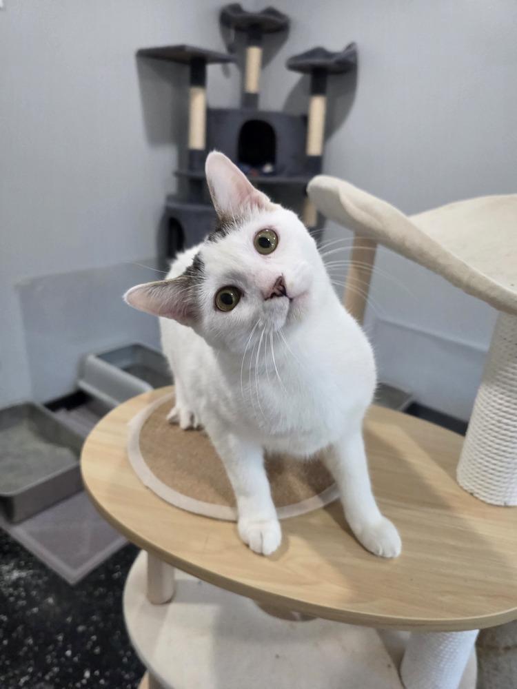 Enlarge Glue Stick, a Adoptable Domestic Short Hair in Lewisburg, TN image 2/2