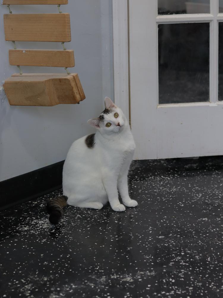 Enlarge Glue Stick, a Adoptable Domestic Short Hair in Lewisburg, TN image 3/3