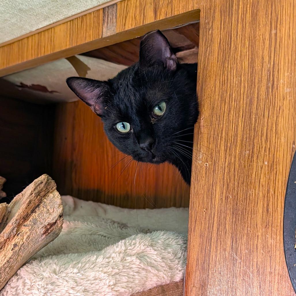 Mackie, Adoptable, Adult Male Domestic Short Hair.