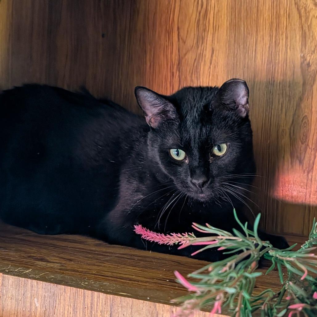 Mackie, a Adoptable Domestic Short Hair in Washoe Valley, NV image 2/5